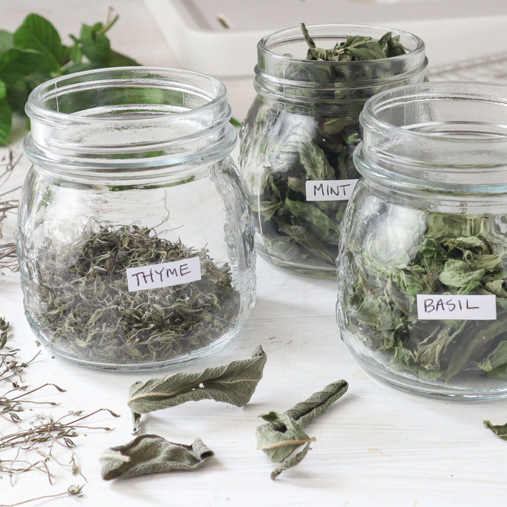 Drying Herbs in a Dehydrator: Ultimate Guide for Perfect Flavor